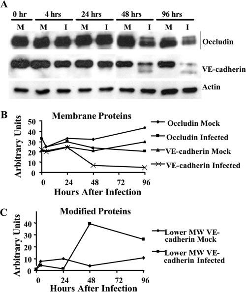 VOL. 80, 2006 HCMV ENDOTHELIAL CELL INFECTION AND DISSEMINATION 11547 FIG. 6. HCMV infection of endothelial cells resulted in decreased junctional protein expression.