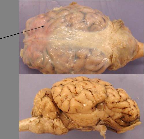 Dissection Proper: Section A - External Sheep Brain: The sheep brain is quite similar to the human brain except for proportion. The sheep has a smaller cerebrum.