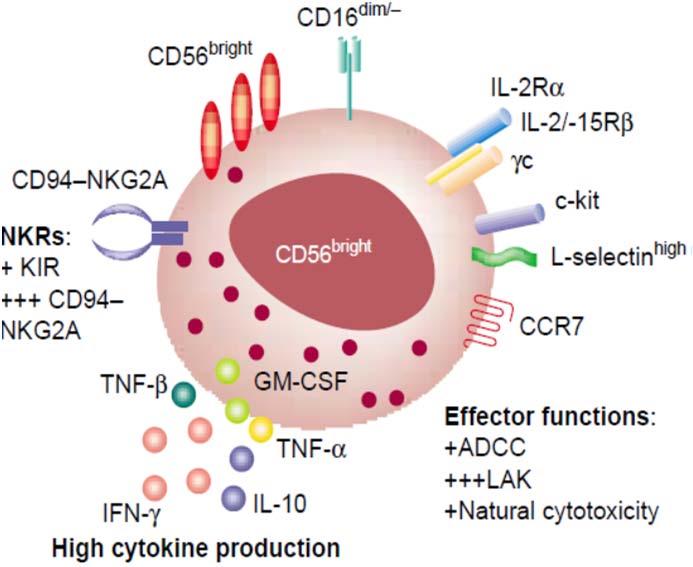NKTR-255 driving IL-15 anti-cancer immunotherapy via NK and CD8 biology NK cell
