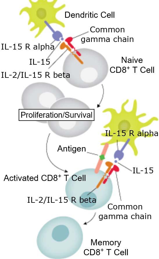 memory CD8 T cell longevity and function IL-15 maintains Ag-specific effector