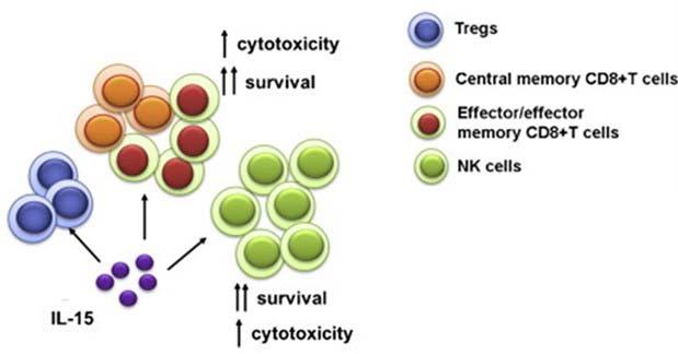The potential of IL-15 in immuno-oncology IL-15 is a pleiotropic cytokine with roles in innate and adaptive immunity Identified by NCI as one of the most promising immuno-oncology agents