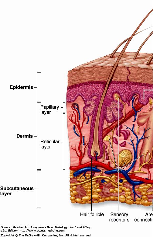 Structure of Skin 1. Epidermis stratified squamous epithelium epidermal ridges 2. Dermis a.