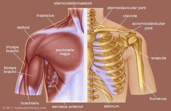 Shoulders The shoulder is composed of the scapula, the clavicle and the humerus.