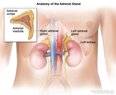 that are regulated by specific hormones made by the adrenal glands The adrenals glands sit on top