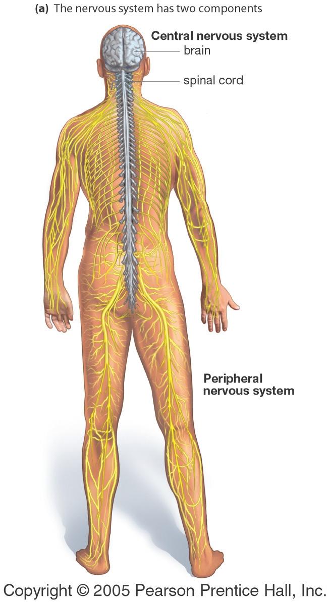 Autonomic Nervous System Bi