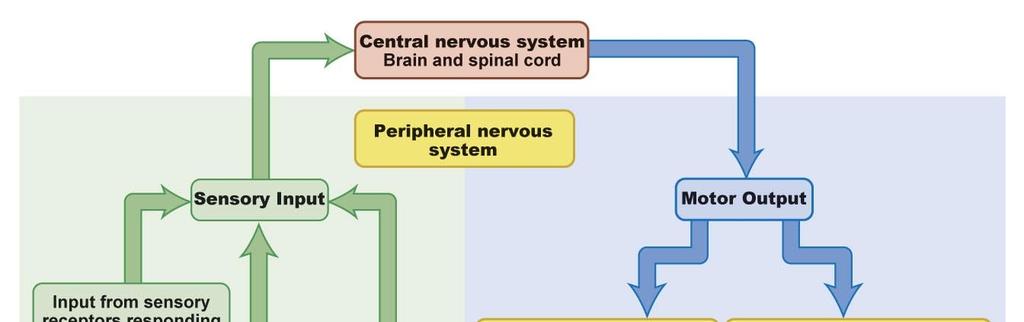 Central Nervous System (CNS) Autonomic Nervous Systems Somatic Nervous Systems Peripheral Nervous System (PNS) Parasympathetic Nervous Systems Sympathetic