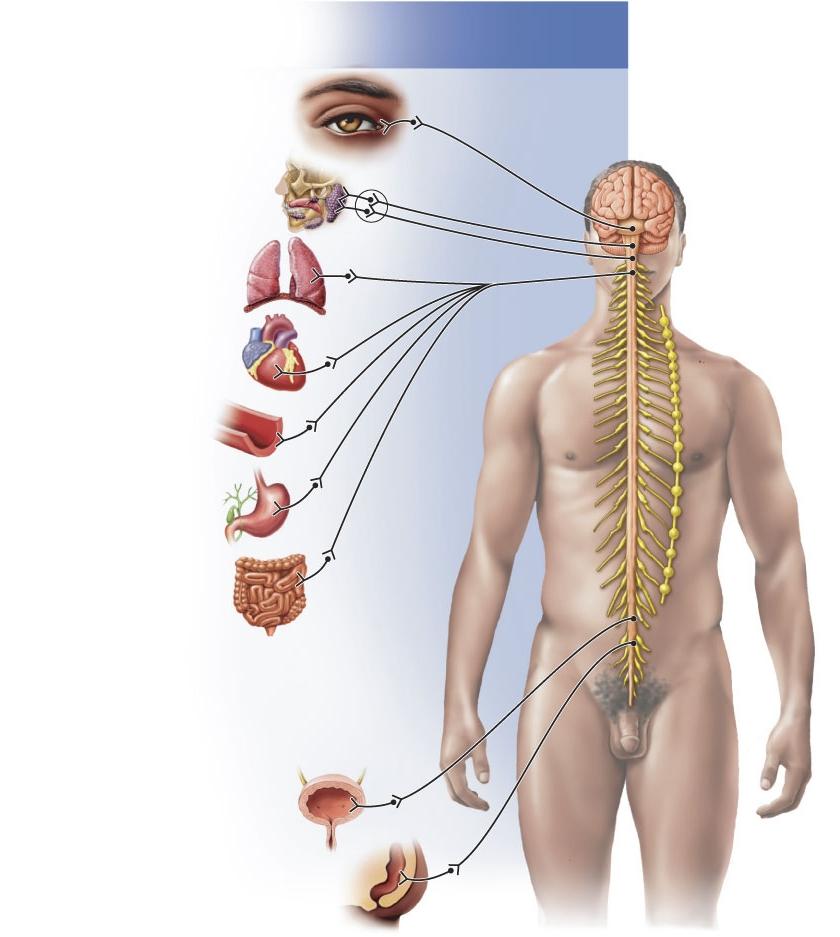 Parasympathetic Parasympathetic rest and digest Parasympathetic Nervous System (Cranial and sacral regions of spinal cord) Autonomic Nervous System is