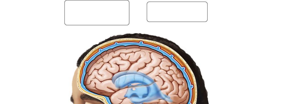 7/21/2014 Meninges Meningitis Function of Cerebrospinal Fluid There are three layers of the meninges: 1. Dura mater outer layer 2. Arachnoid mater middle layer 3.