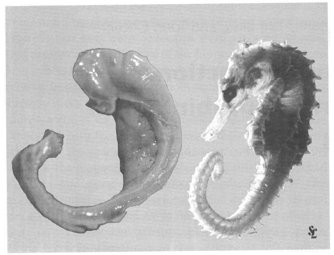 Hippocampus Means Seahorse Dissected human hippocampus next to
