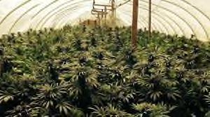 Dover Amendment The growing, cultivation, distribution or dispensation of marijuana is not a protected use and therefore does not qualify for special treatment under the so-called Dover Amendment (M.