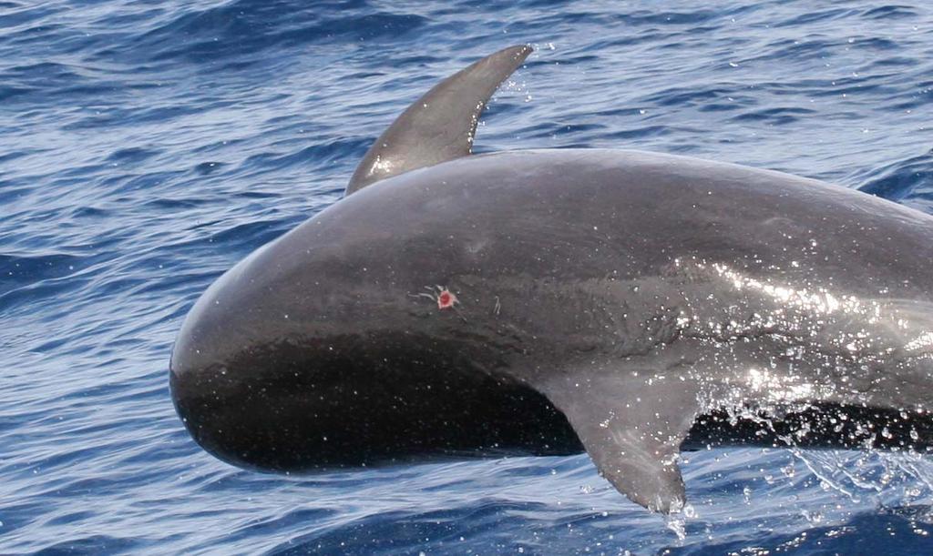 Figure 11: Bottlenose dolphin with circular lesion, chronic