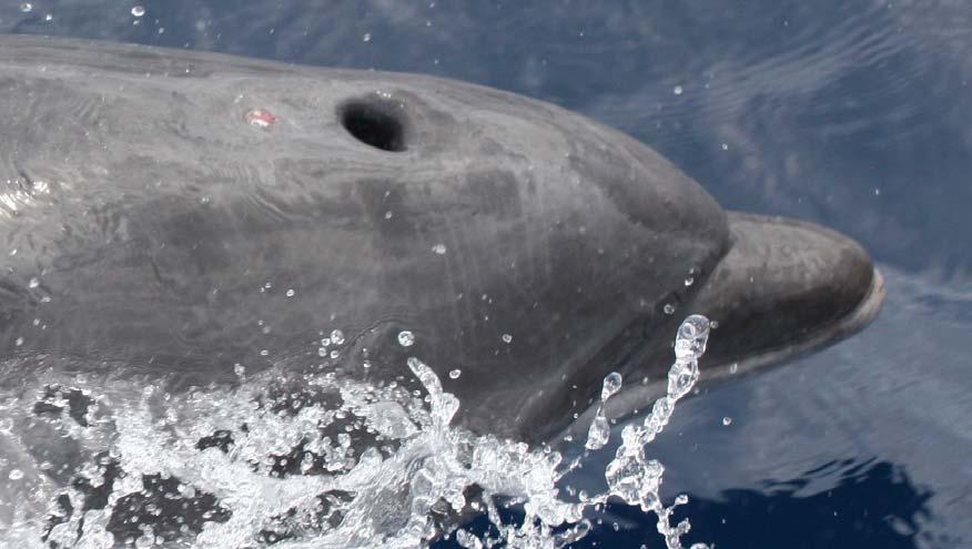Figure 13: Bottlenose dolphin with circular lesion, chronic