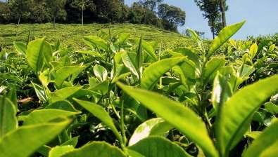 useful for Tea Gardens & Betel Vine on Soil Application & combination of Jinong for Soil along with Jinong Seaweed can