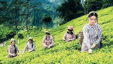 Special effect of Humic Acid for Tea on Tea Gardens: Extremely useful in Tea Gardens for foliar application.