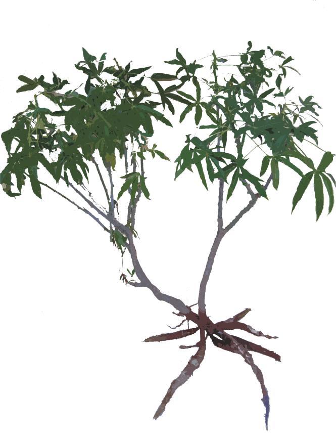 Leaf: As 0.14 Co < 0.5 Cu 11.7 Pb 3 Zn 133 Cassava Leaf stalk: As 0.43 Co < 0.5 Cu 7.