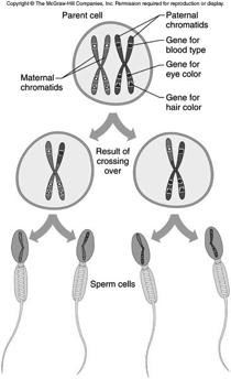 Crossing Over the genetic information in sperm
