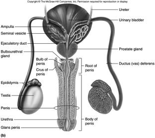 Male Internal Accessory Organs epididymus ductus deferens seminal vesicles prostate gland bulbourethral