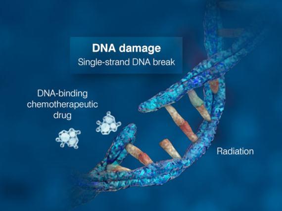 Folates: DNA