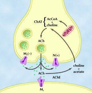 Choline & Neurological Function Makes Acetylcholine