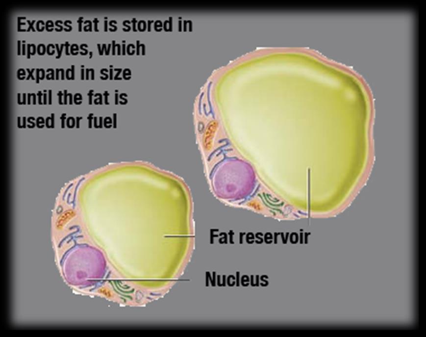 Fat Cells Types of fat tissue White fat is important in energy metabolism, heat insulation and