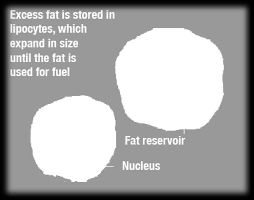 Fat tissue is made up of adipose cells White fat cells are large cells that have very little