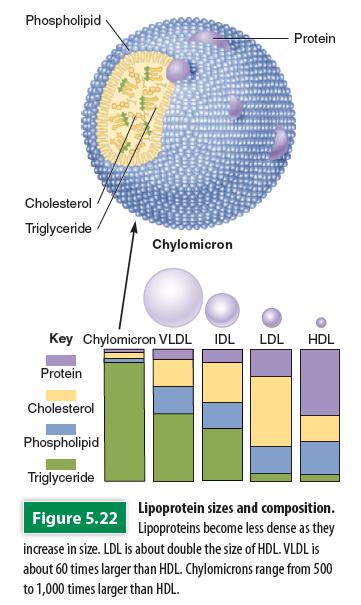 Transporta@on of Lipids in the Body Lipids packaged into