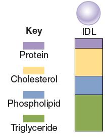 Very- Low- Density Lipoproteins (VLDLs) Deliver triglycerides to