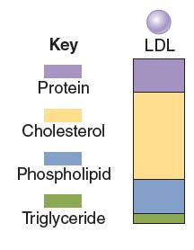 Lipoproteins (IDLs) Converted to low- density lipoproteins