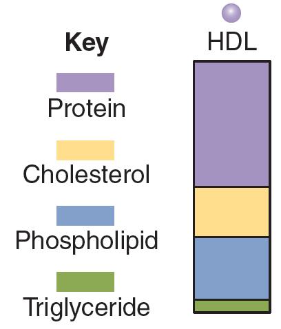 Transporta@on of Lipids in the Body High- Density Lipoproteins (HDL) Pick up cholesterol for removal or recycling Lipids in the Body 1.