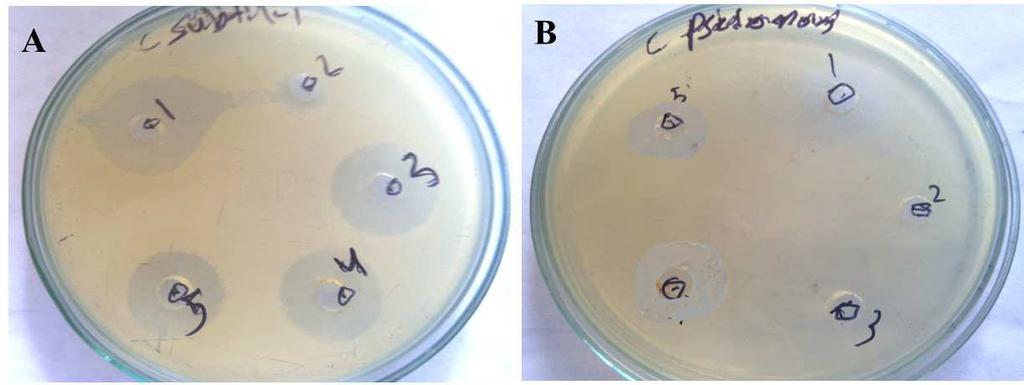 Figure 1 Antibacterial activity of Garlic Extract against bacteria A- B. subtilis, B- P. aureginosa, C- S. aureus,d- S. typhi, 1-Ethanol, 2-Methanol, 3- Butanol, 4- Acetone, 5- Hexane.