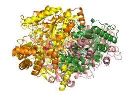 The specificity of enzymes (lock and key) demonstrates the
