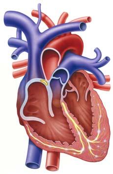 What is an inherited cardiac condition (ICC)?