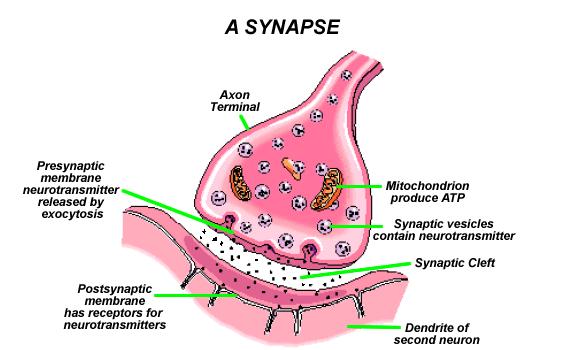 Synapses are comprised of three elements: a) Presynaptic nerve terminal contains synaptic vesicles which house a chemical neurotransmitter that is released after vesicle fusion with the presynaptic