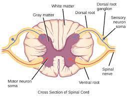 B-Cerebrum Consist of 2 large masses called cerebral hemispheres connected by a deep bridge of nerve fibers; covered by thin layer of gray matter called the cerebral cortex form.