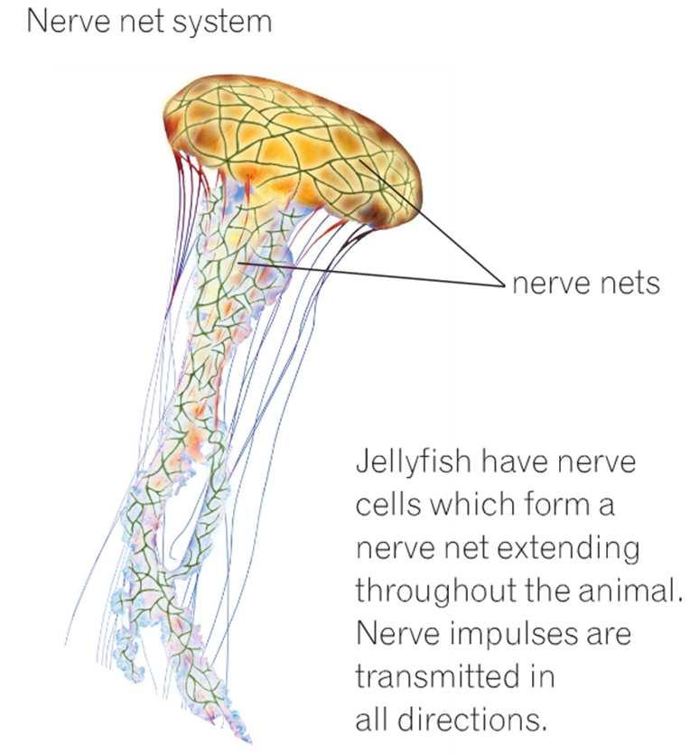 The nervous system receives information from the receptor, interprets it and elaborate a responses and