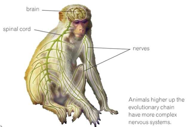NERVOUS SYSTEM (NS) Nervous system in vertebrates o The nervous system in vertebrates includes: Central nervous system (CNS). This consist of the brain and the spinal cord.