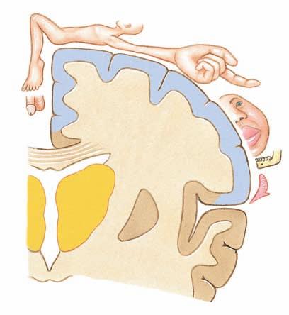 Sensory signals from left side of body Cross section of the right cerebral hemisphere and sensory areas of the cerebral cortex Fig. 10.