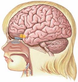 Cerebral cortex Limbic system Olfactory bulb Olfactory tract Olfactory cortex Cranial Nerve I Olfactory neurons in olfactory