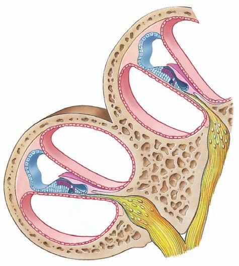 Vestibular duct Cochlear duct Organ of Corti Uncoiled Helicotrema Round window