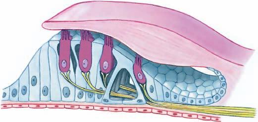 Tectorial membrane Organ of Corti Fluid wave Basilar membrane Tympanic duct The