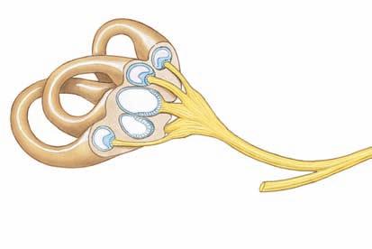 Sensory Physiology EQUILIBRIUM PATHWAYS Cerebral cortex Thalamus Reticular formation Vestibular branch of vestibulocochlear nerve (VIII) Cerebellum Vestibular nuclei of medulla Vestibular apparatus