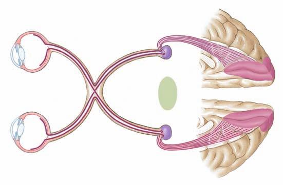 Eye Light Midbrain Cranial nerve III controls pupillary constriction. Fig. 10.