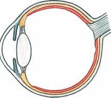 Macula Fovea Optic nerve (d) Light strikes the photoreceptors in the fovea directly because