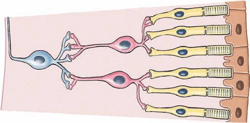 Pigment epithelium Neural cells of retina Fovea Cone Rod Bipolar neuron Ganglion cell Neural cells