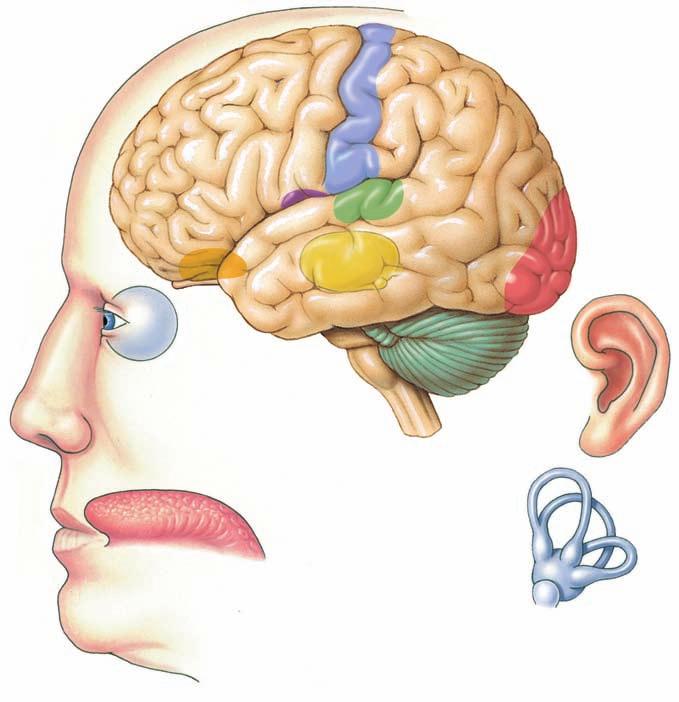 Each major division of the brain processes one or more types of sensory information ( Fig. 10.3 ).