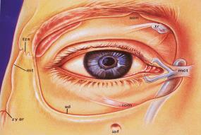 Anatomy Evaluation Eyebrow Upper