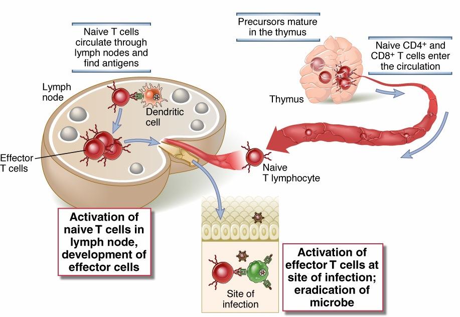 The life history of T lymphocytes 3 Abbas, Lichtman and Pillai.
