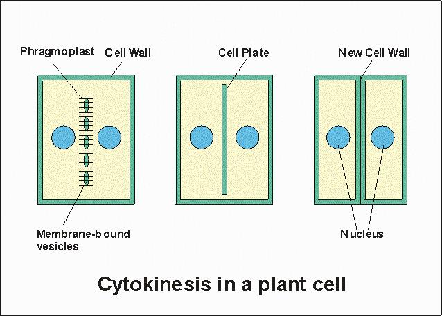 CYTOKINESIS IN PLANT CELLS Cell plate