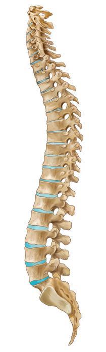 The basic function of the spine is to provide support for the upper body, protect the spinal cord, and allow for movements such as bending and