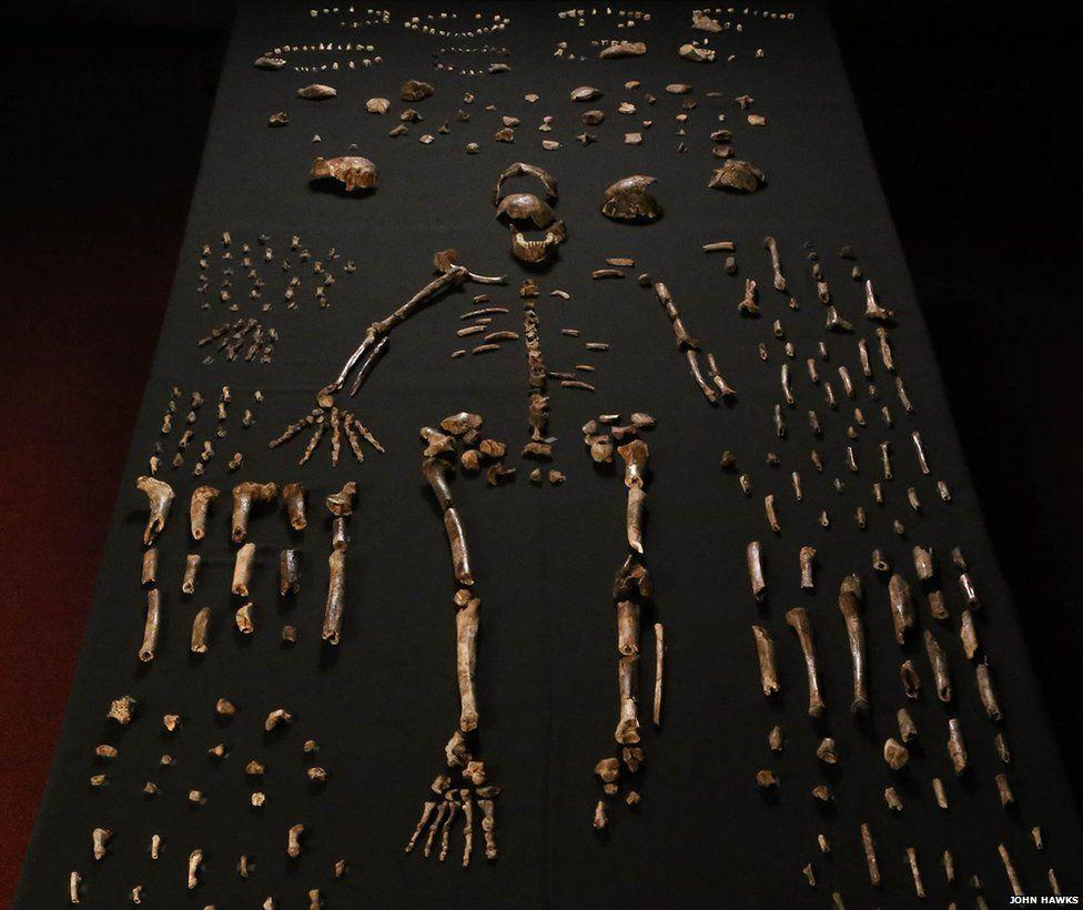 Physical Anthropology subfields -Paleoanthropology: